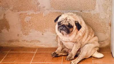 Signs and symptoms that your dog might be dying of cancer |