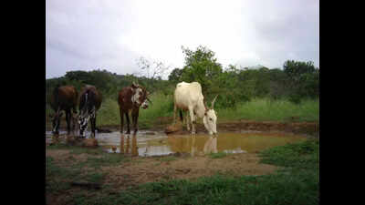 Karnataka to enforce ban on grazing livestock inside wildlife areas | Bengaluru News