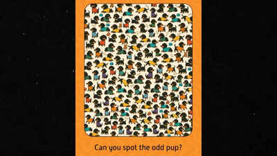 Test your focus: Spot the odd dog hidden among the pack |