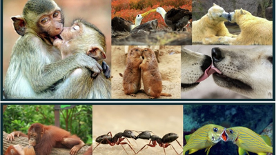 We stole our smooch from apes from 21mn years ago | India News